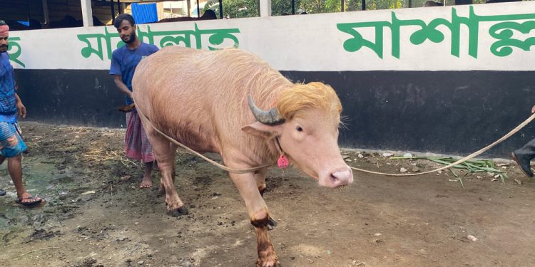 Buffalo named ‘Donald Trump’ in Bangladesh, crowd eager to see the warlord