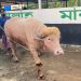 Buffalo named ‘Donald Trump’ in Bangladesh, crowd eager to see the warlord