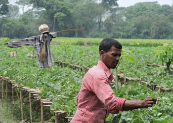 Smarter Agricultural Public Spending is Key to Jobs, Productivity and Resilience in Bangladesh