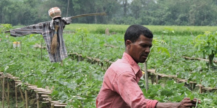 Smarter Agricultural Public Spending is Key to Jobs, Productivity and Resilience in Bangladesh