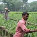 Smarter Agricultural Public Spending is Key to Jobs, Productivity and Resilience in Bangladesh