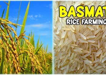 Australian Federal Court Dismisses Indian Appeal in Basmati Word Mark Case