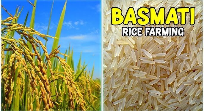 Australian Federal Court Dismisses Indian Appeal in Basmati Word Mark Case