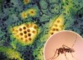 Dengue cases surge to record 2,158 in a day, six more die