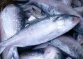 Benapole-Petrapole land port imports 3.5 lakh kg of hilsa in two months