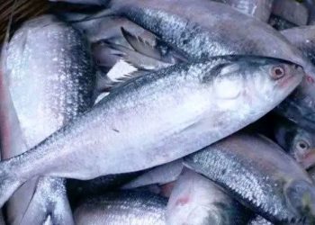 Benapole-Petrapole land port imports 3.5 lakh kg of hilsa in two months
