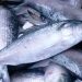 Benapole-Petrapole land port imports 3.5 lakh kg of hilsa in two months