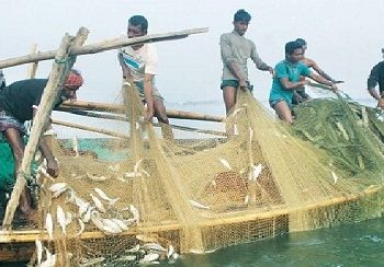 Will Bangladeshi hilsa be available to the people of West Bengal during Durga Puja?
